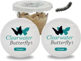 Clearwater Butterfly Live Painted Lady Butterflies - 10 Live Caterpillars - Live Caterpillars to Butterflies - Caterpillars for Butterfly Kit - Mesh Cage Not Included - Live Butterfly Kit - 10 Count